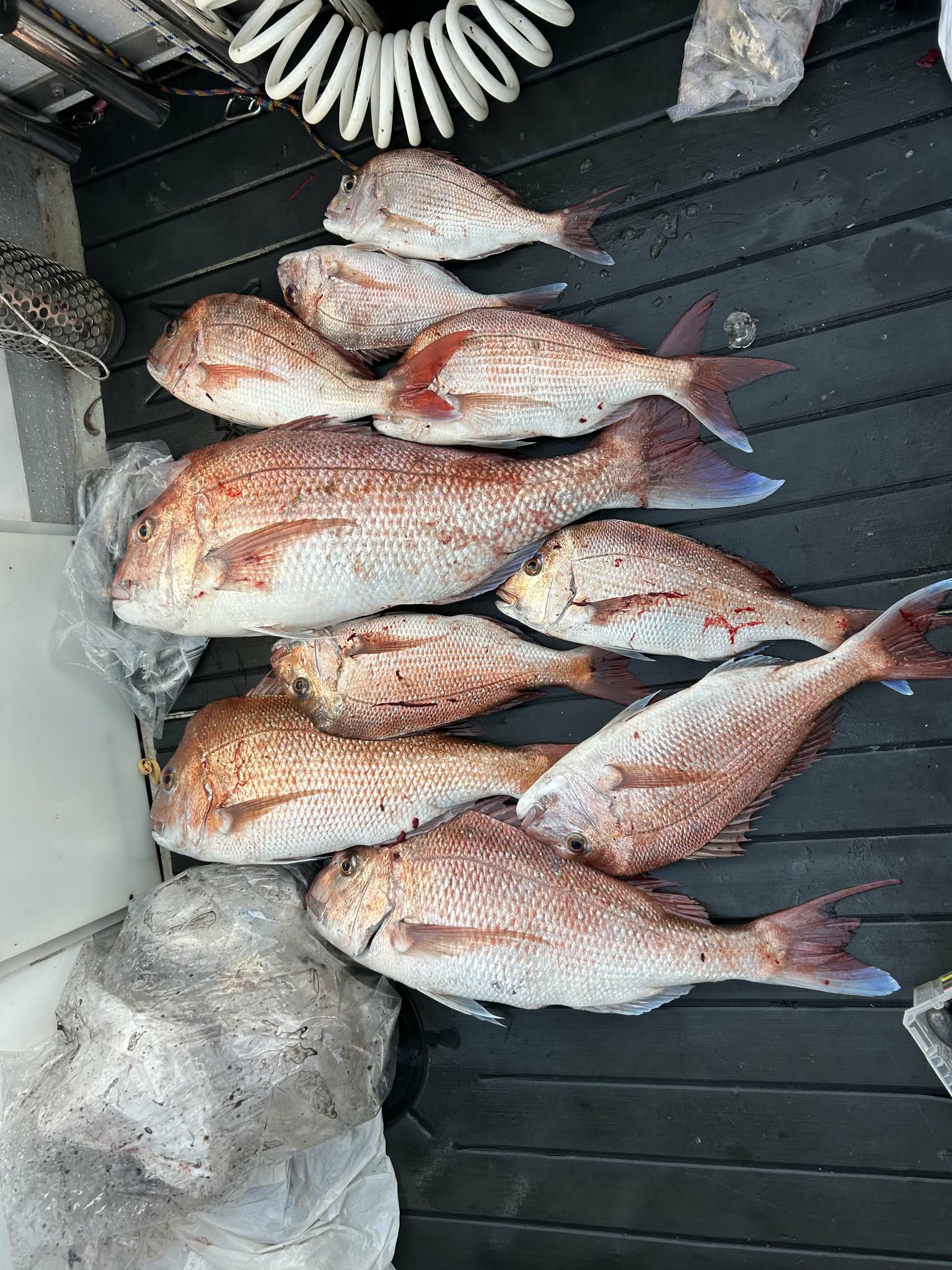A successful mixed-size snapper catch laid out on the deck