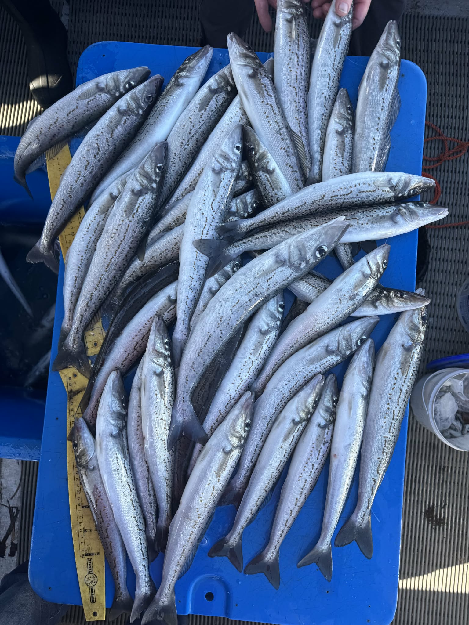 Fresh King George whiting laid out beside a measuring ruler