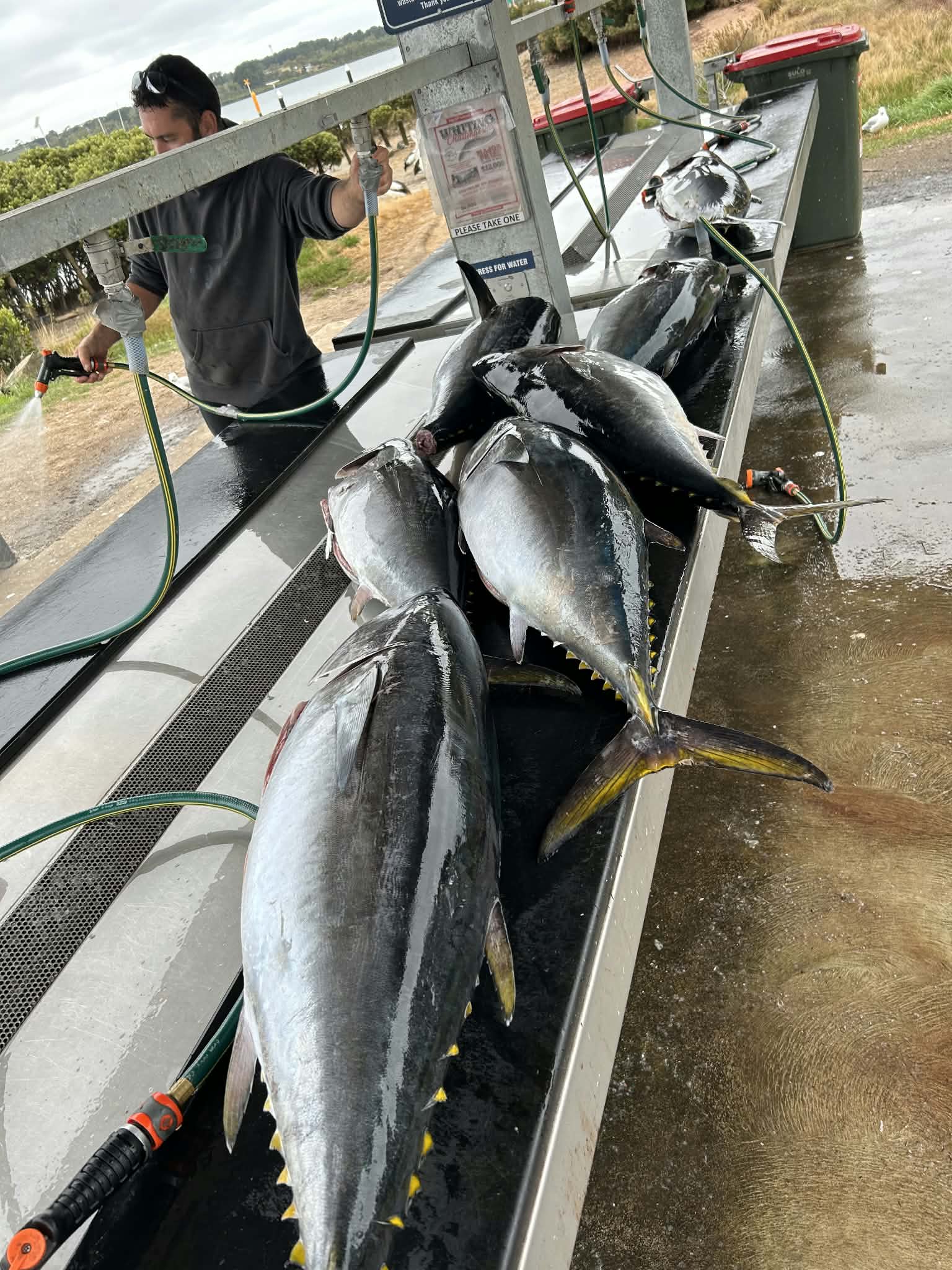 Large tuna laid out at a fish-cleaning station